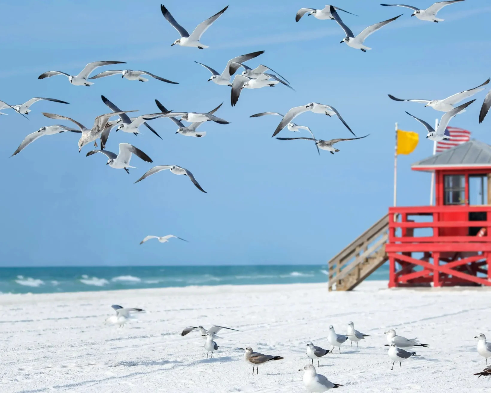 Seagulls flying over Siesta Key Beach in Sarasota, Florida
