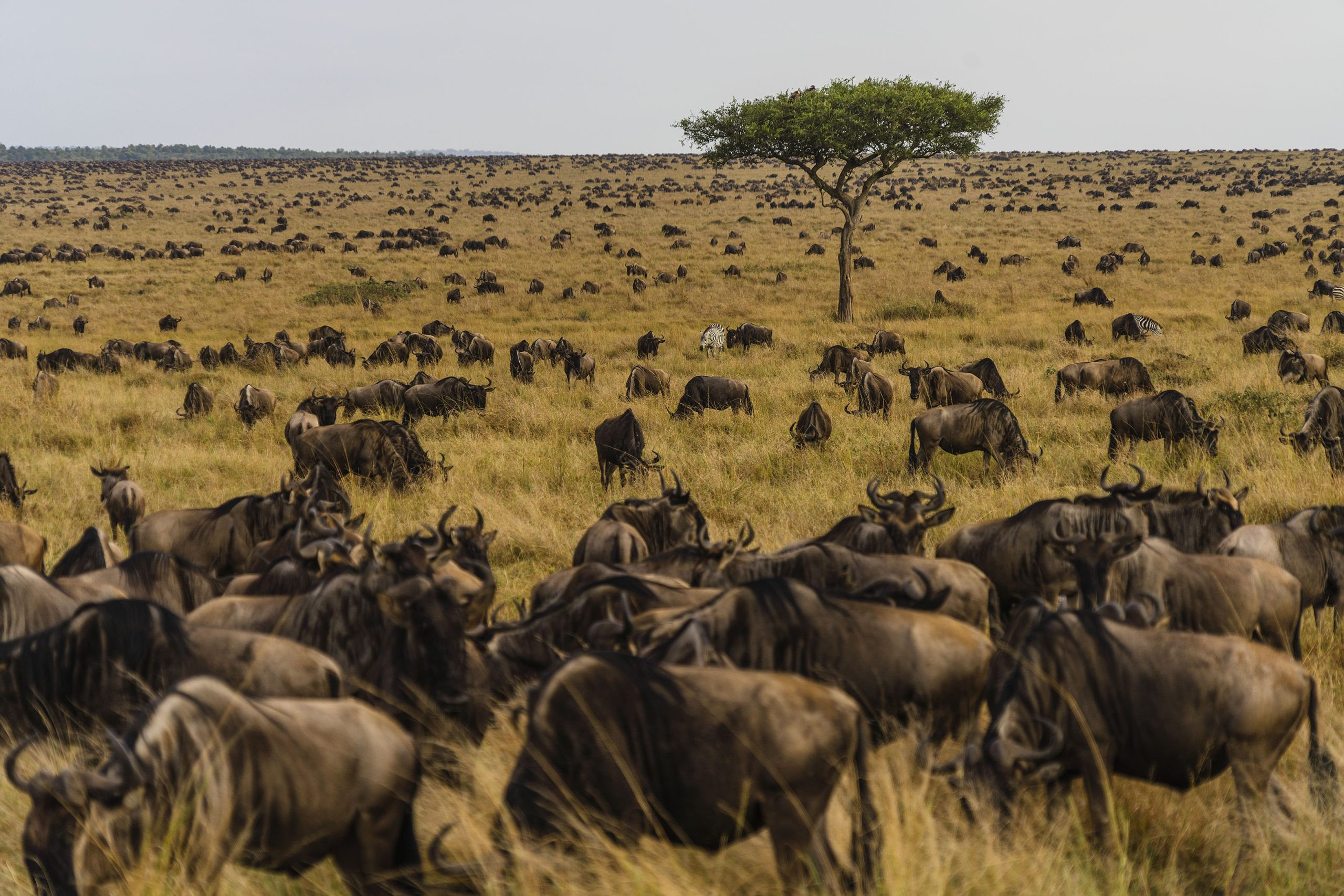 Wildlife and hot air balloon in Serengeti, Tanzania
