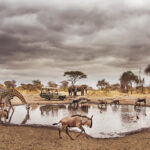 Little Chem Chem, Tarangire National Park, Tanzania