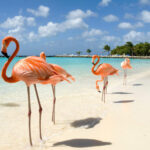 Flamingos on a white sand beach in Aruba