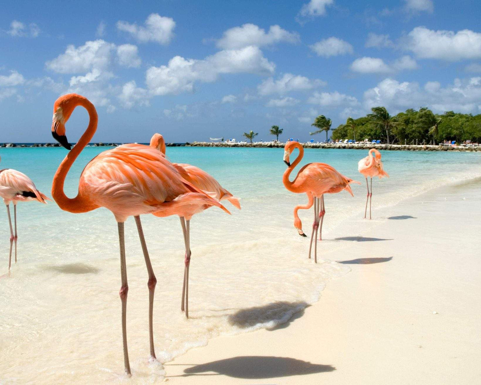 Flamingos on a white sand beach in Aruba