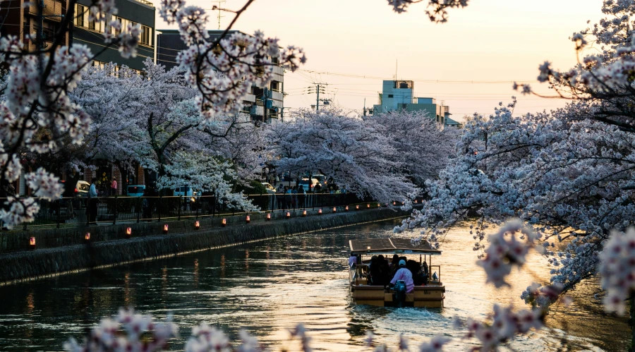 Kyoto, Japan_ Cherry Blossoms and Ancient Temples