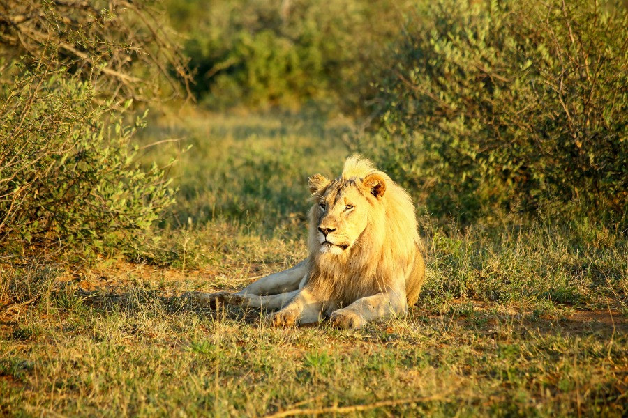 Lion resting in the grasslands of Kruger National Park, South Africa
