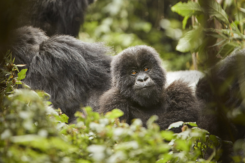 Mountain Gorilla trekking in Rwanda