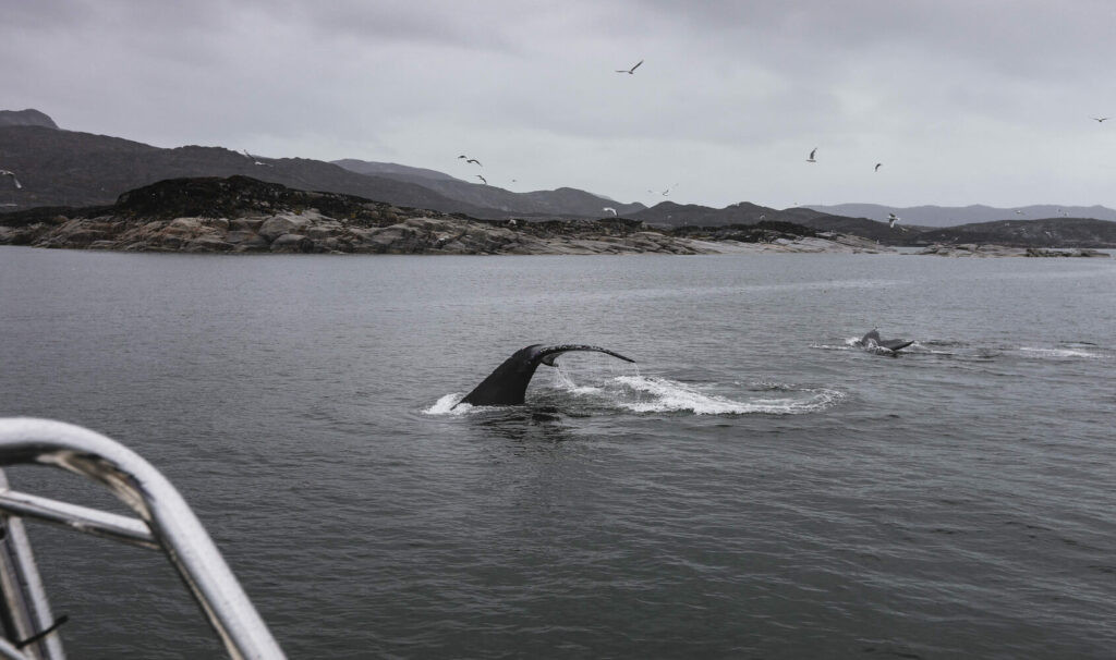 Whale Watching in Greenland