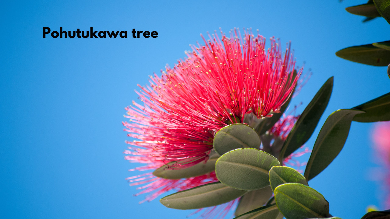 Pohutakawa tree in bloom