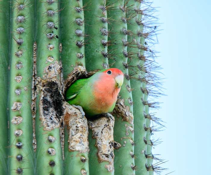 Lovebird parrot in a cactus and other RV living travel stories from Arizona-min
