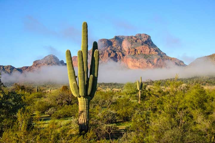 Saguaro cactus on RV trip to Arizona-min