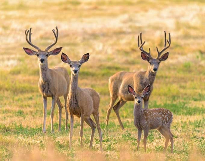 RV living in Wyoming with a Deer family in Wyoming-min