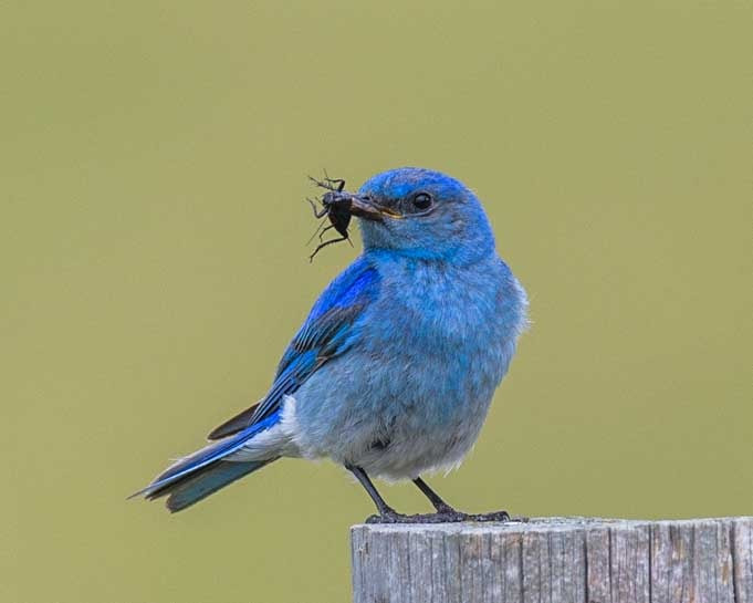 Wild mountain bluebird with a bug in its mouth-min