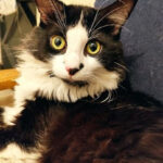 Nana the cat gazes out the window in 'The Traveling Cat Chronicles,' a heartwarming story of loyalty and travel.