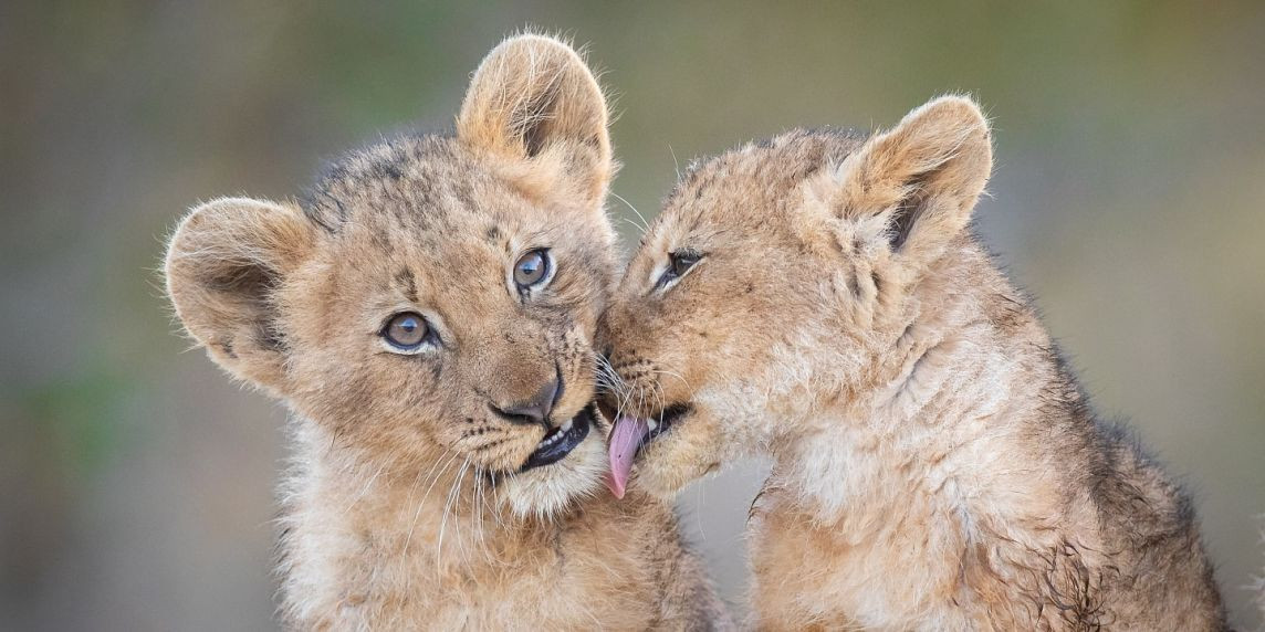 South Africa Lion Cubs