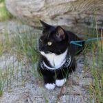 How to Travel With a Cat: Tips for a Smooth Trip