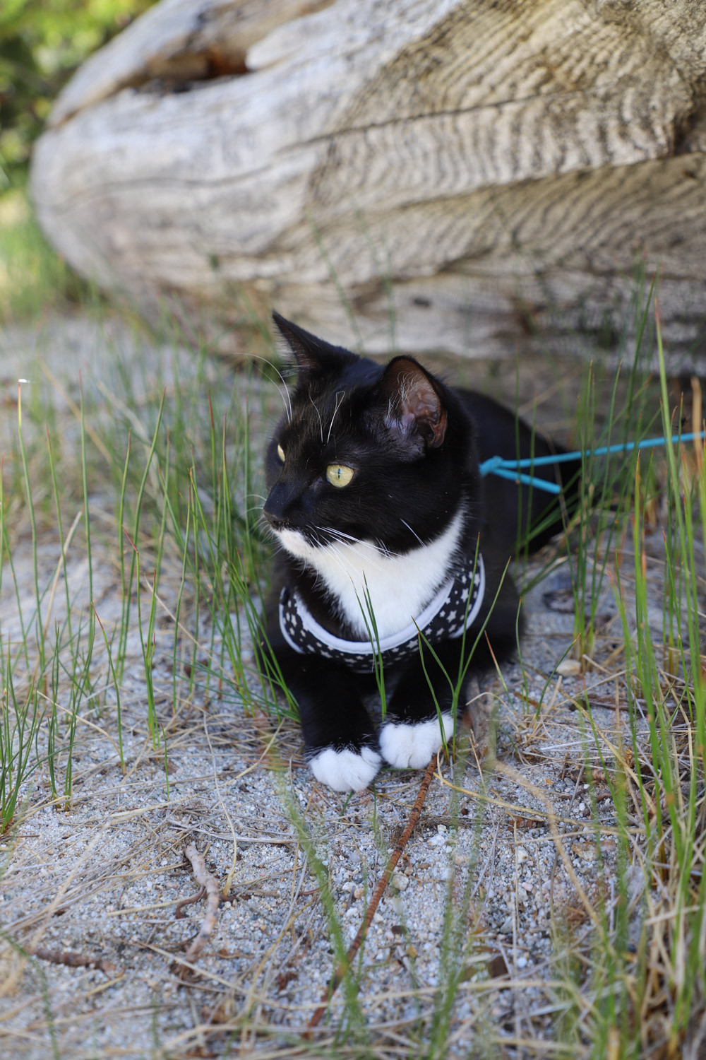 How to Travel With a Cat: Tips for a Smooth Trip