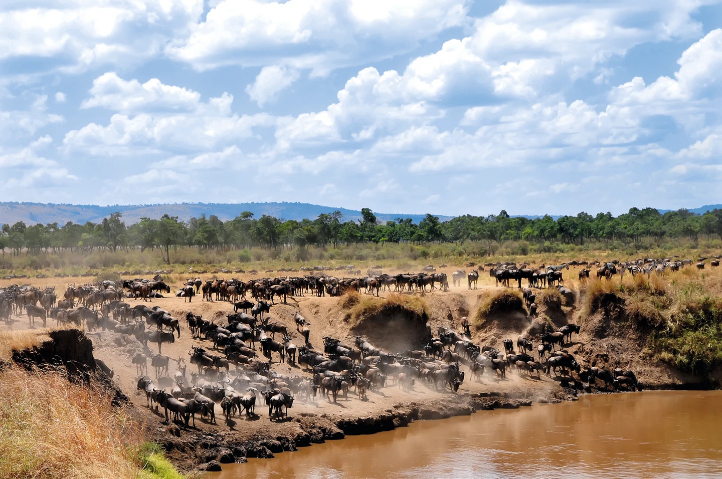 Wildebeest migration