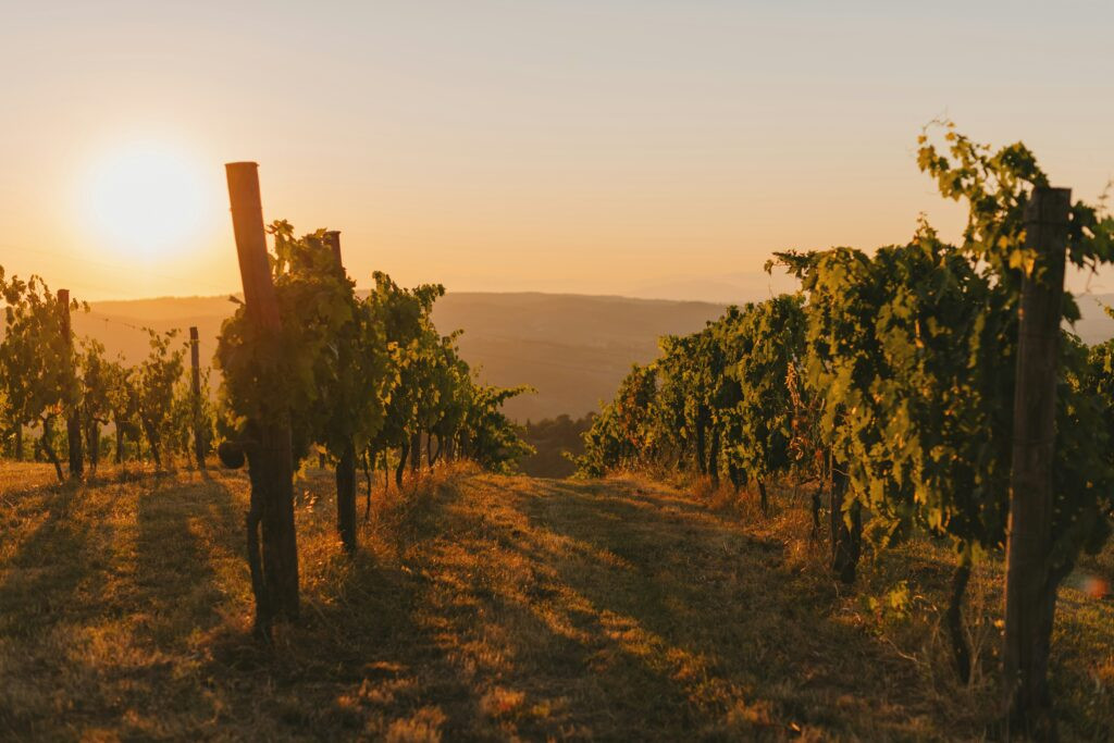 Vineyard bathed in golden sunset light in California