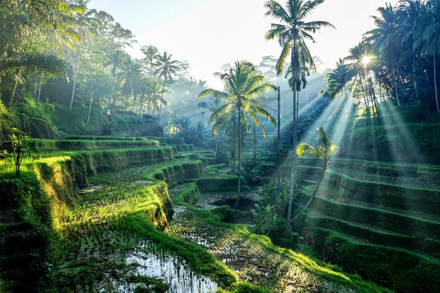 Rice paddies in Bali