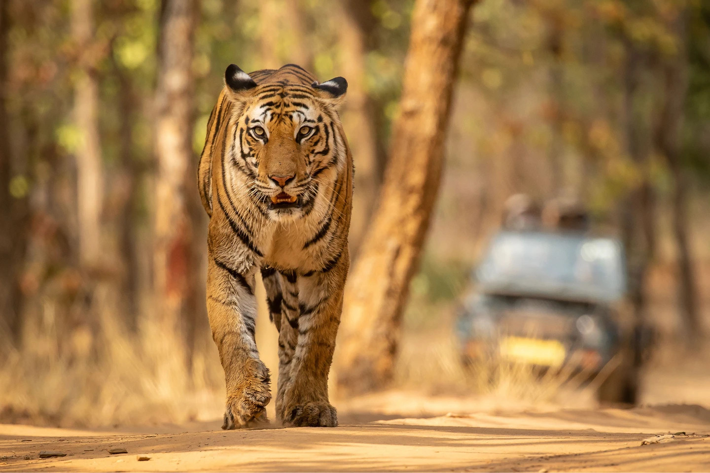 Bandhavgarh tiger reserve