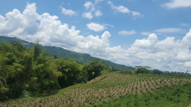 Coffee fields near Cali, Colombia