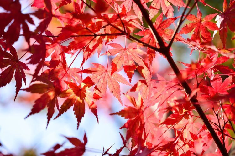An infographic about the best month to visit Japan, highlighting seasonal attractions and weather patterns.