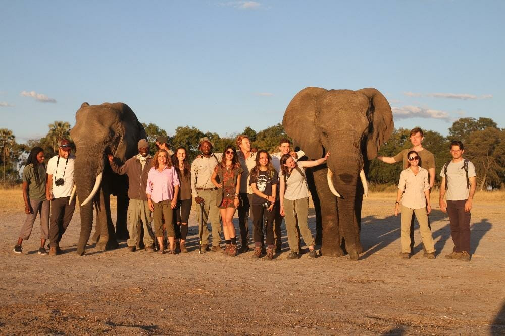ASU students observing elephants in Botswana, showcasing the wildlife and conservation summer program.