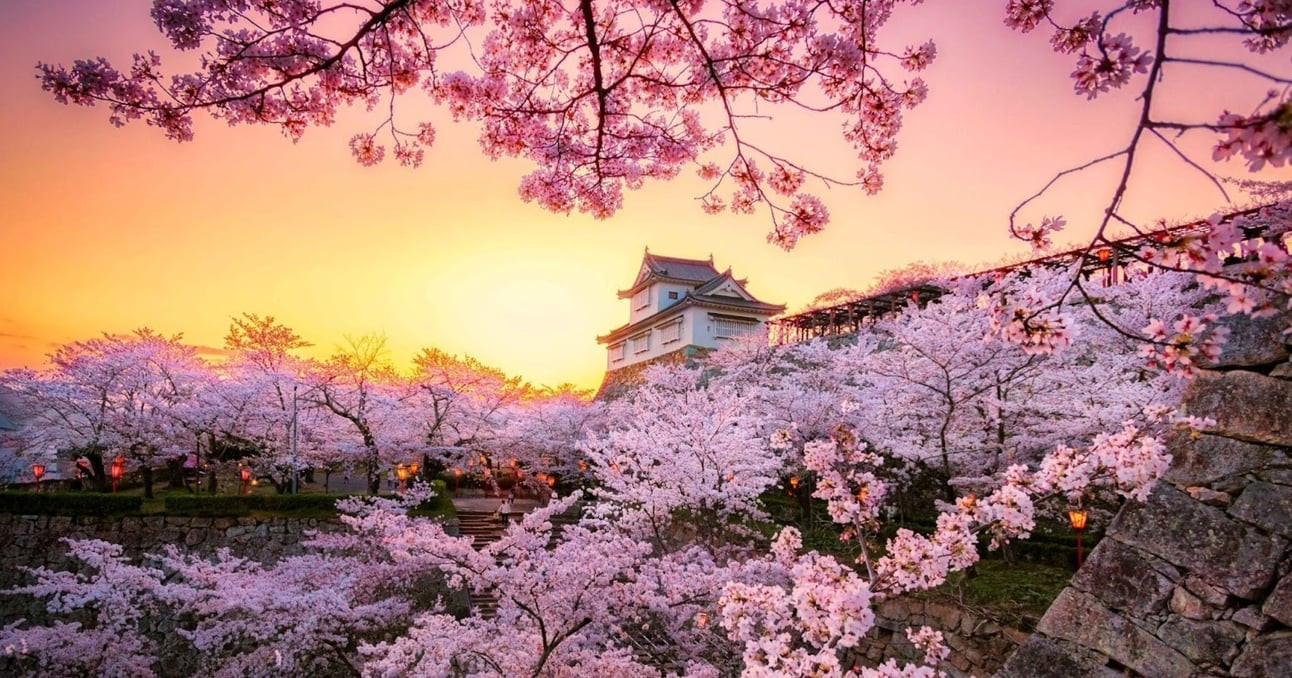 Image from So Where Next newsletter, showcasing cherry blossoms in Japan