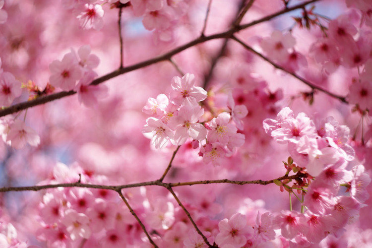 A scenic view of cherry blossoms in Tokyo, with modern buildings in the background.