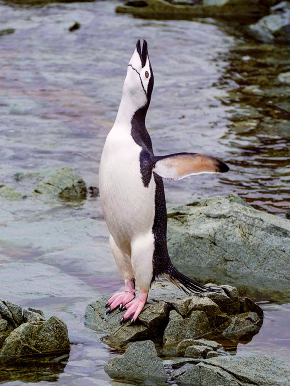 A chinstrap penguin calling out in Antarctica, capturing the sounds and behaviors of wildlife in their natural habitat.