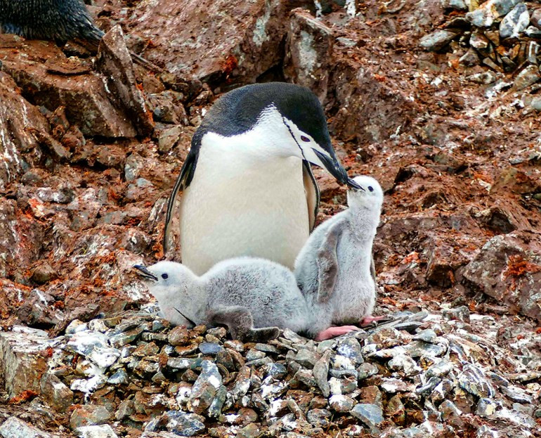 A chinstrap penguin chick in Antarctica, highlighting the adorable wildlife and family dynamics observed during wilderness travel.