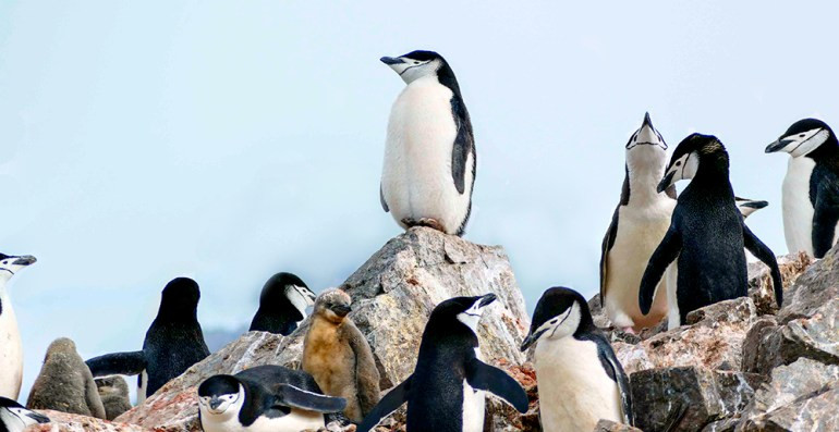A large chinstrap penguin colony in Antarctica, illustrating the vast scale of wildlife populations in this pristine wilderness.