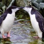 Two chinstrap penguins stand in shallow water, touching beaks in a rocky environment, showcasing the intimate wildlife encounters of an Antarctica expedition.