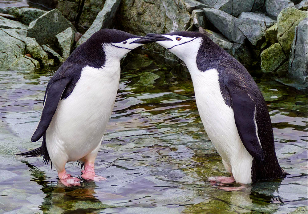 Two chinstrap penguins stand in shallow water, touching beaks in a rocky environment, showcasing the intimate wildlife encounters of an Antarctica expedition.