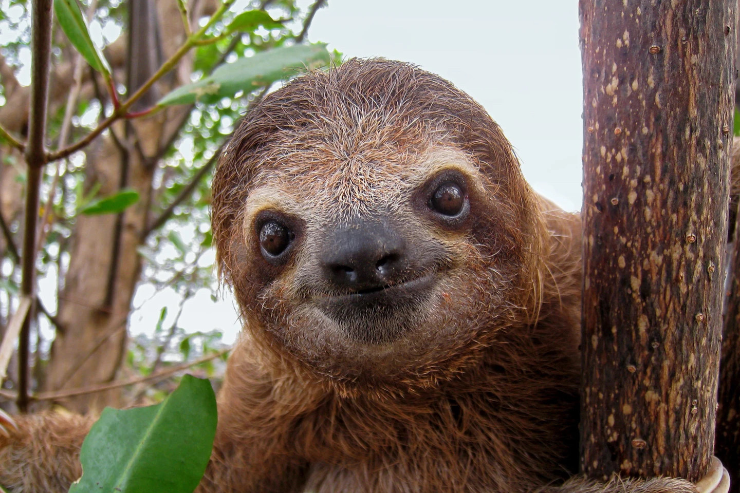 A sloth in Costa Rica