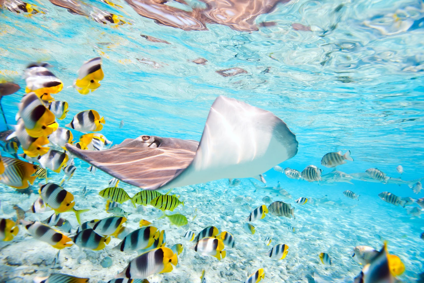 Snorkelling in Bora Bora