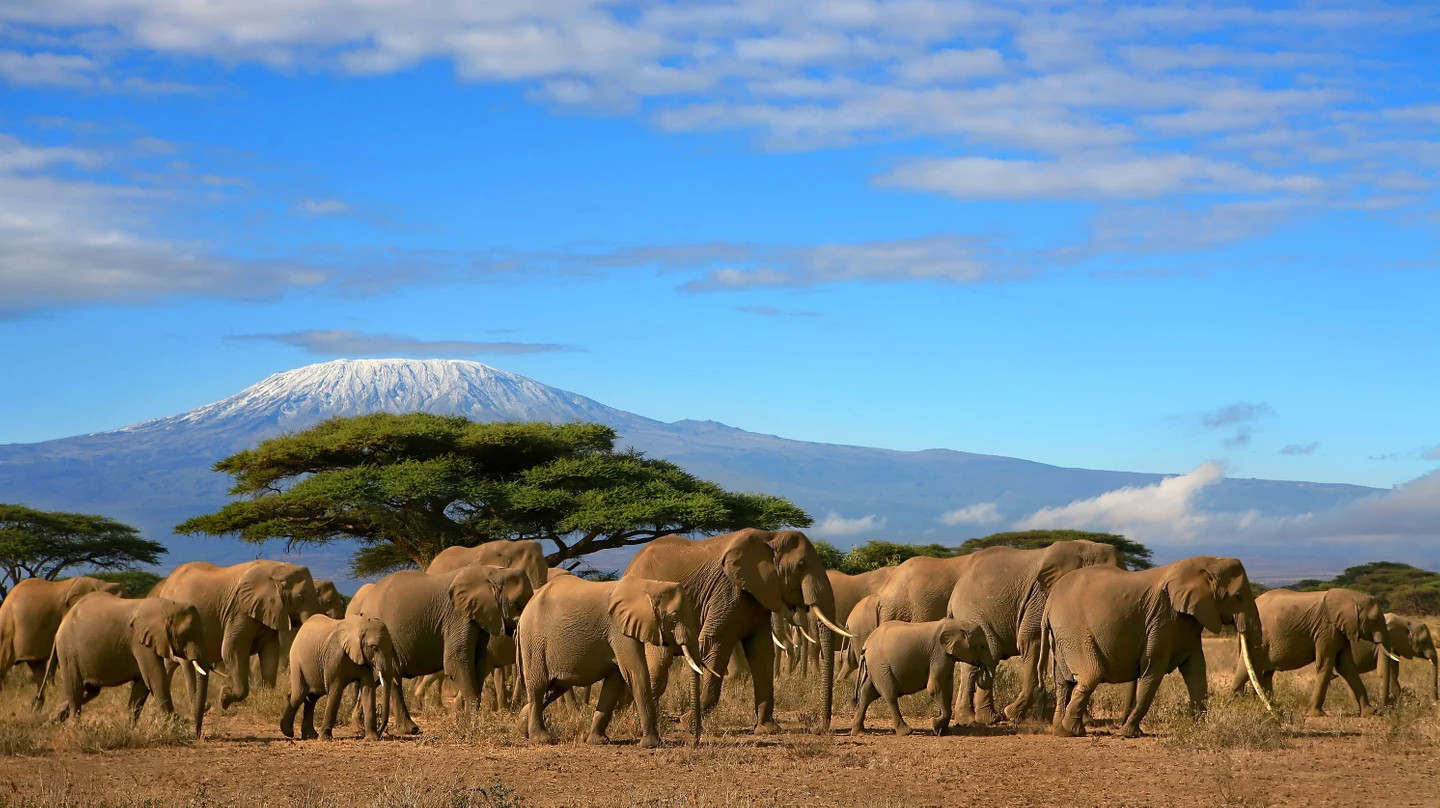 Elephants in Addo Elephant Park, South Africa
