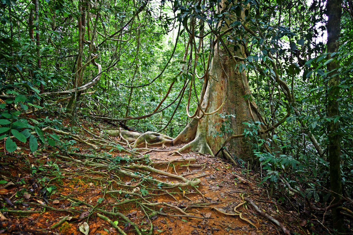 Taman Negara National Park, Malaysia
