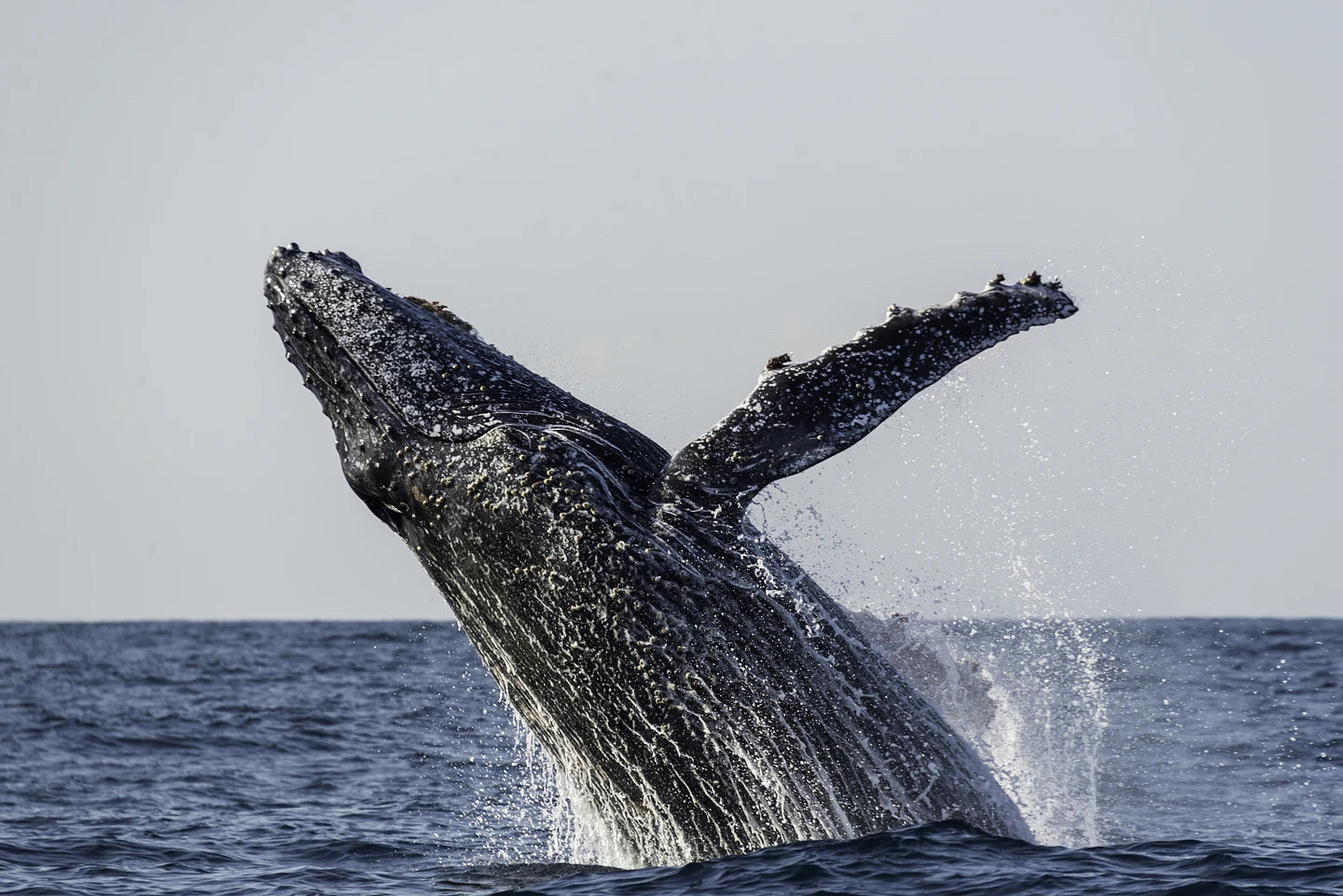 Humpback whale