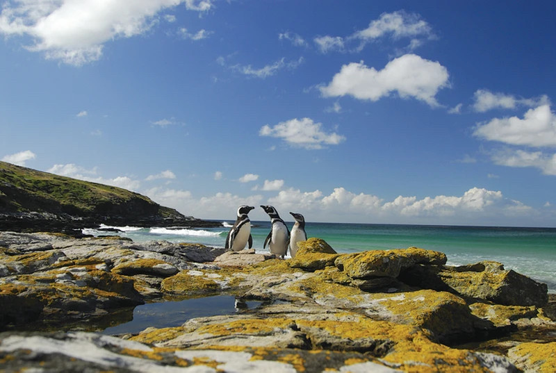 The Falkland Islands