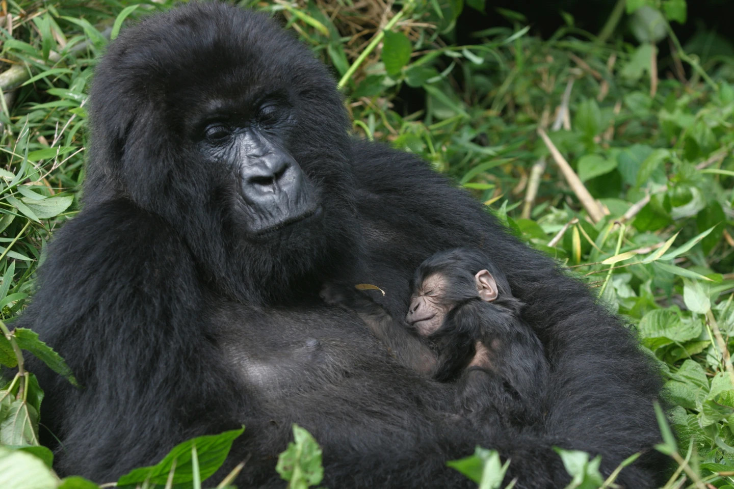 Mountain gorillas in Uganda
