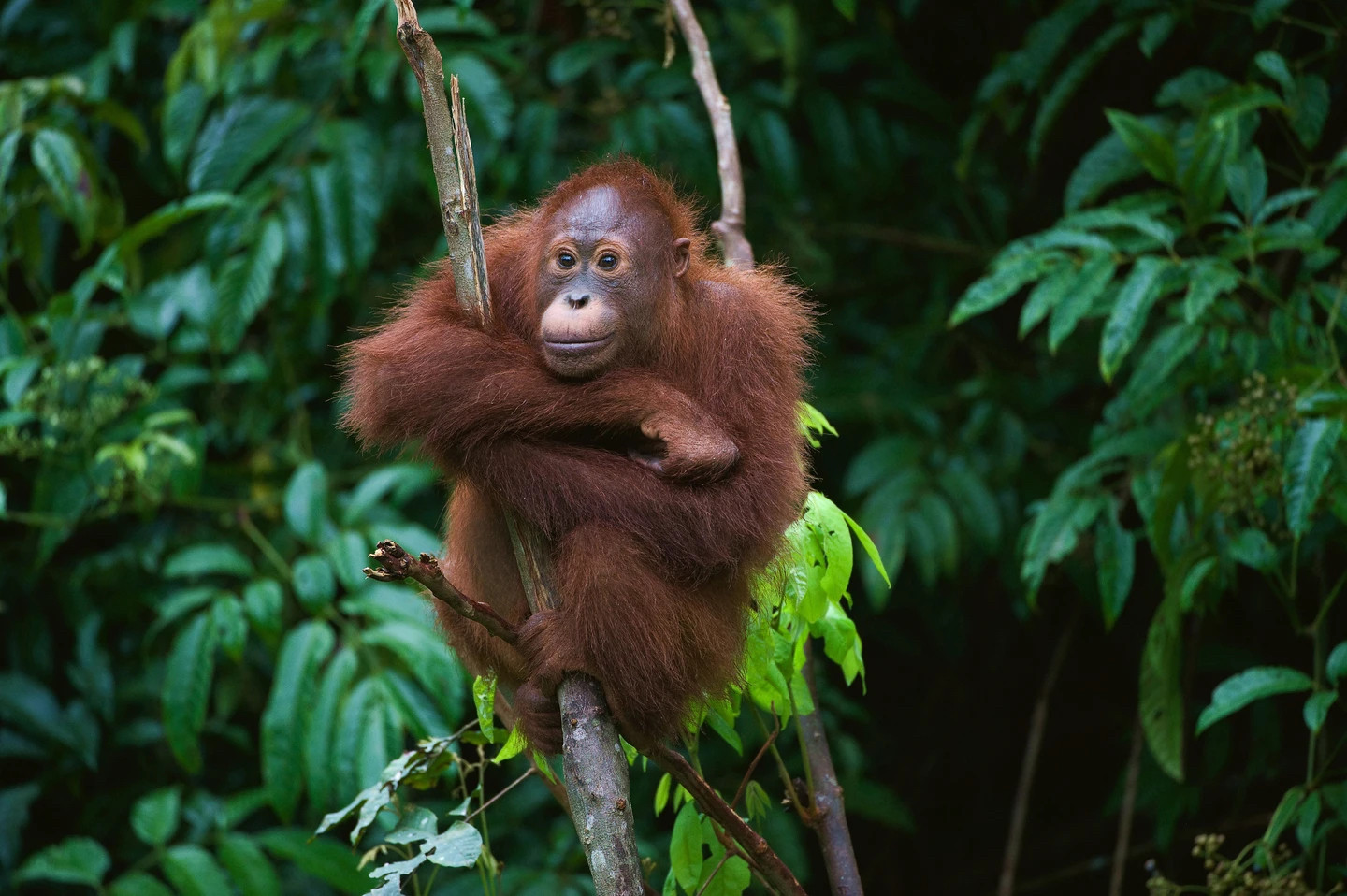 Wild orangutan