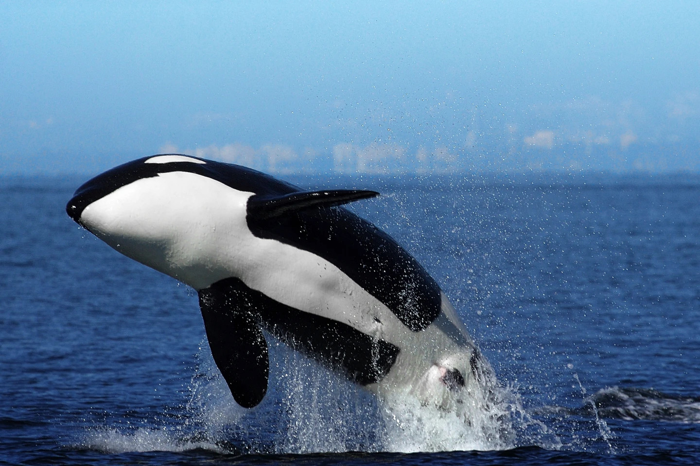 Orca breaching on Canada’s west coast