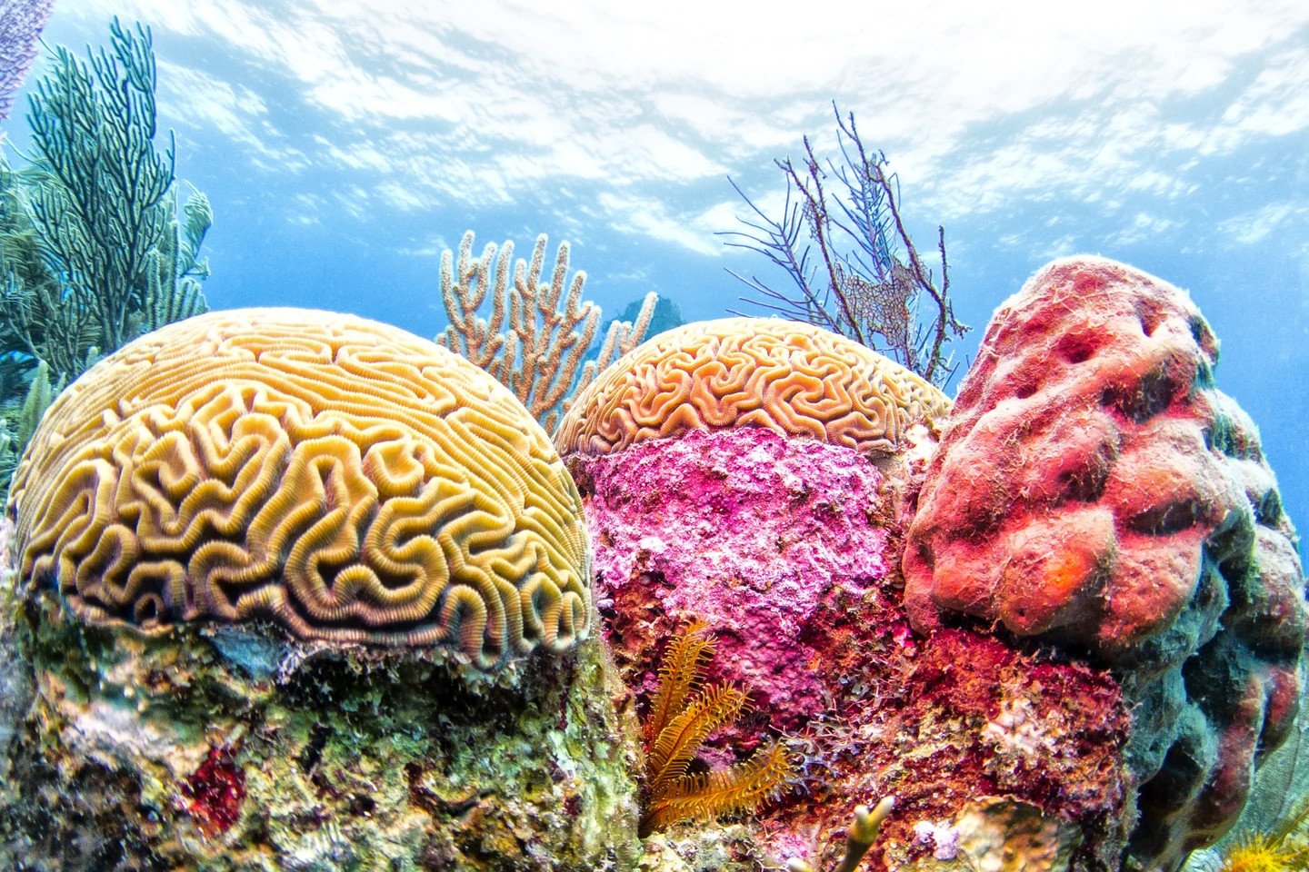 Corals in Belize