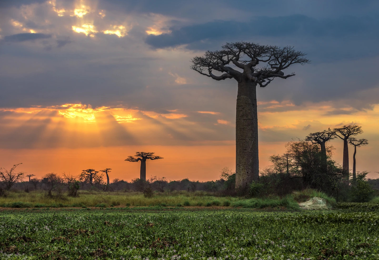 Baobab trees, Madagascar
