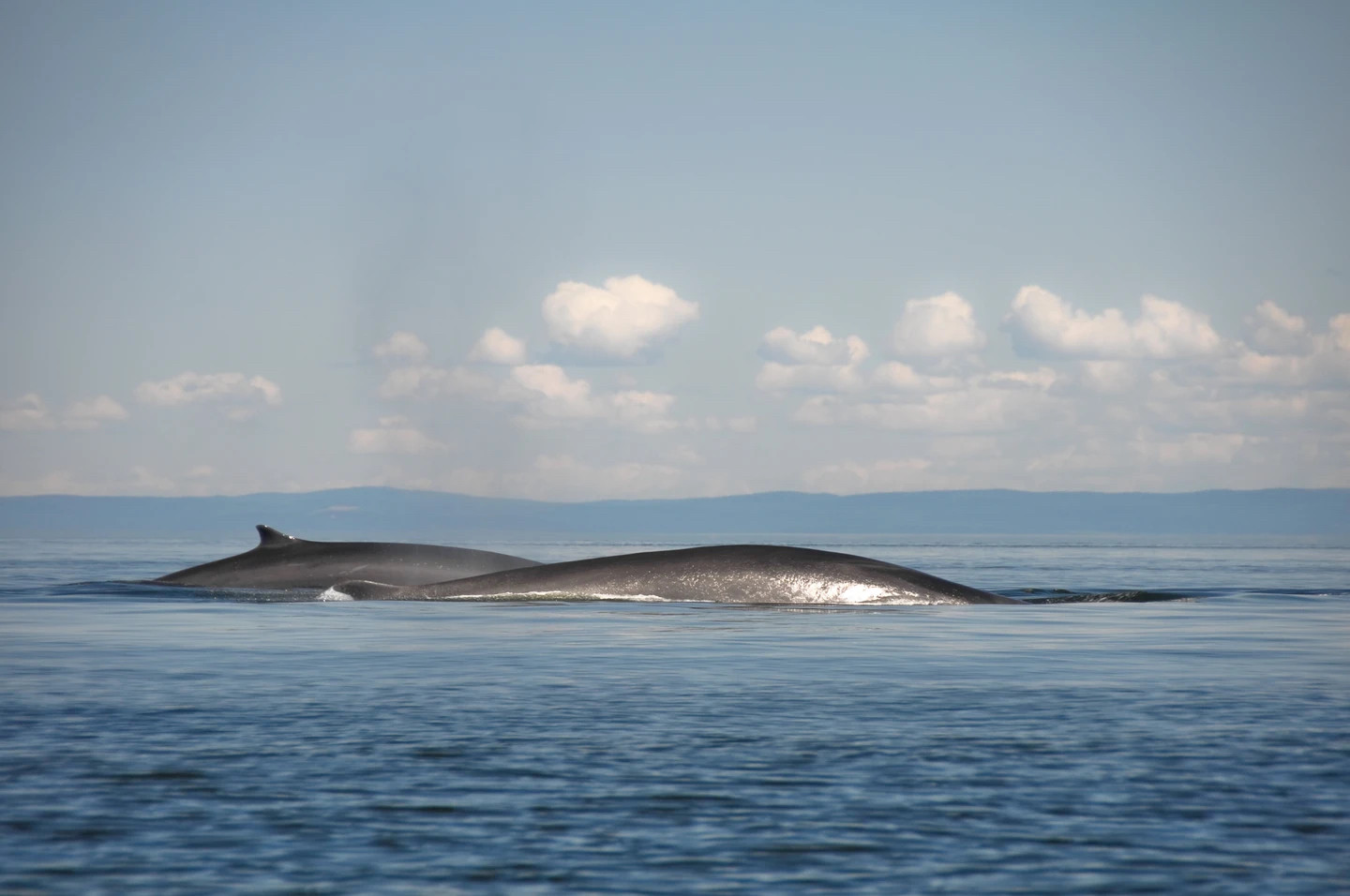 Whales on the Gulf of St Lawrence, Canada