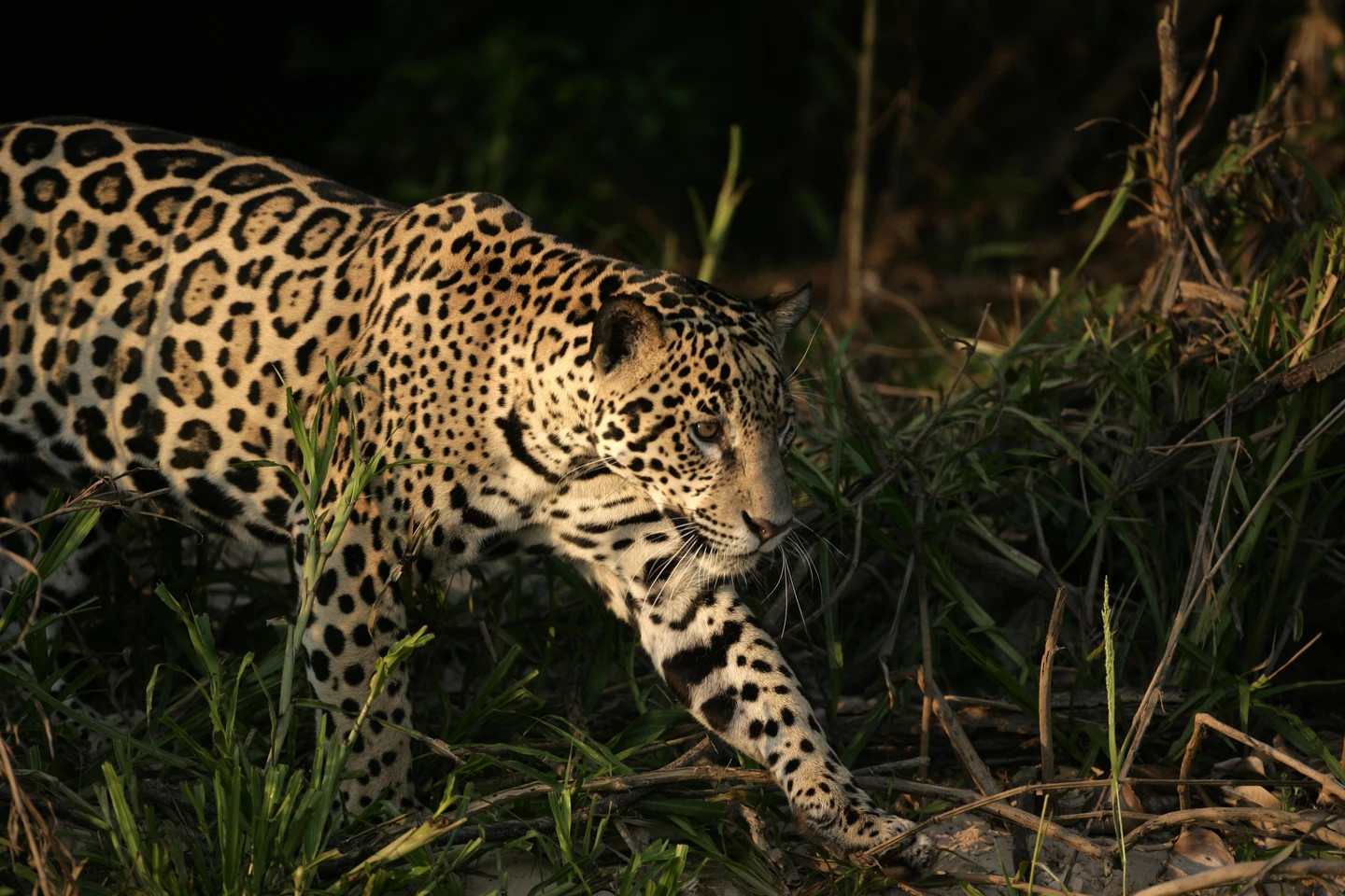 Pantanal, Brazil