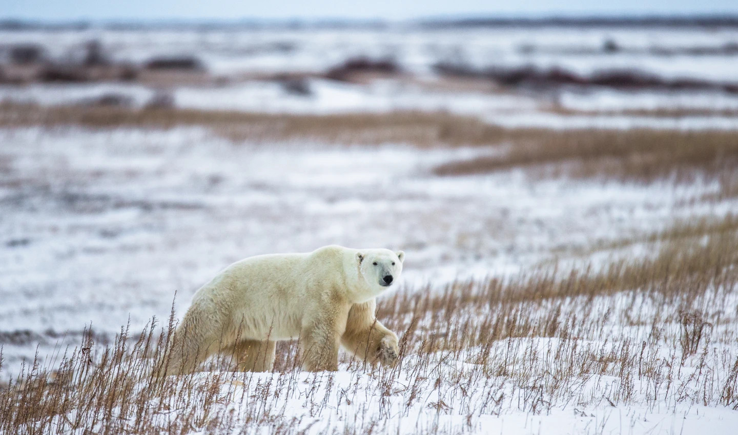 Polar bear