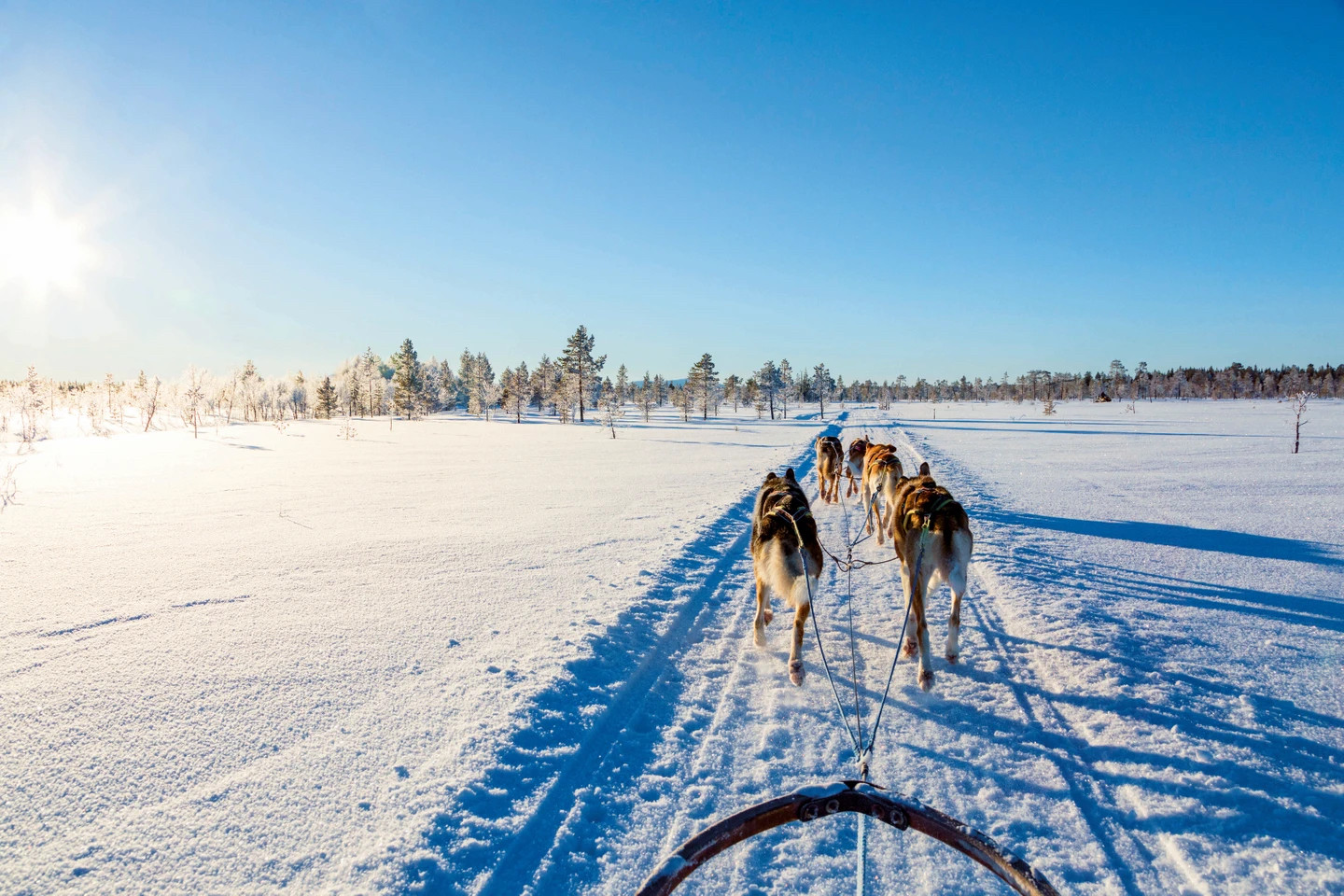 Husky sledding in Lapland