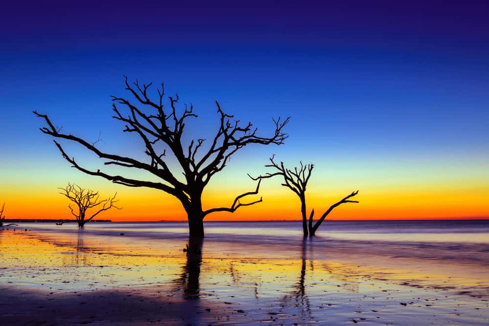 Spanish moss draped oaks on Edisto Island, SC
