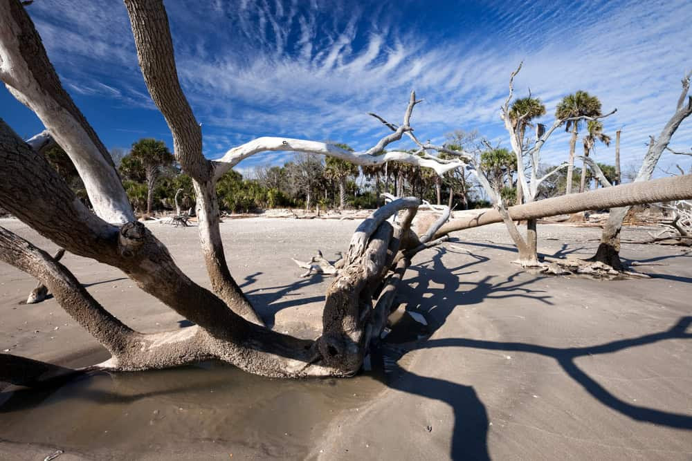 Edisto Island marshlands, South Carolina