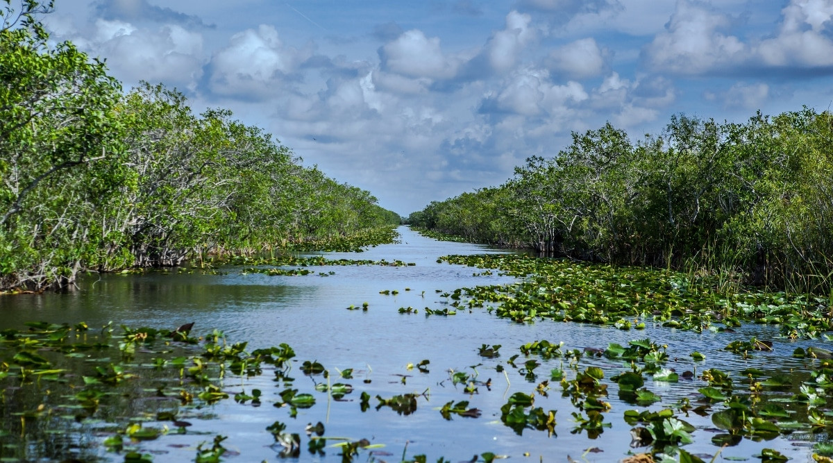 Everglades National Park river view with lush greenery on both banks.